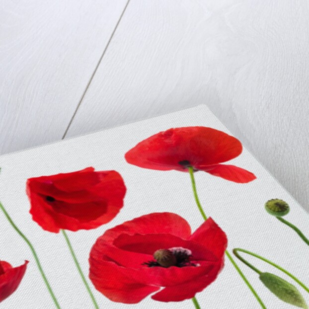 Poppies on white background by Assaf Frank